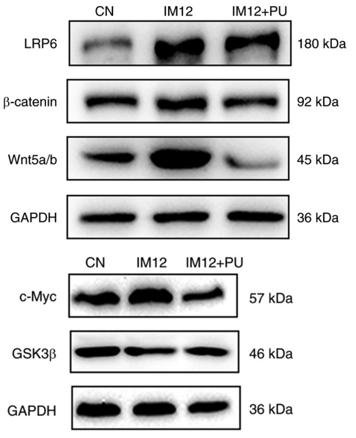 Experimental Validation Results for IM-12