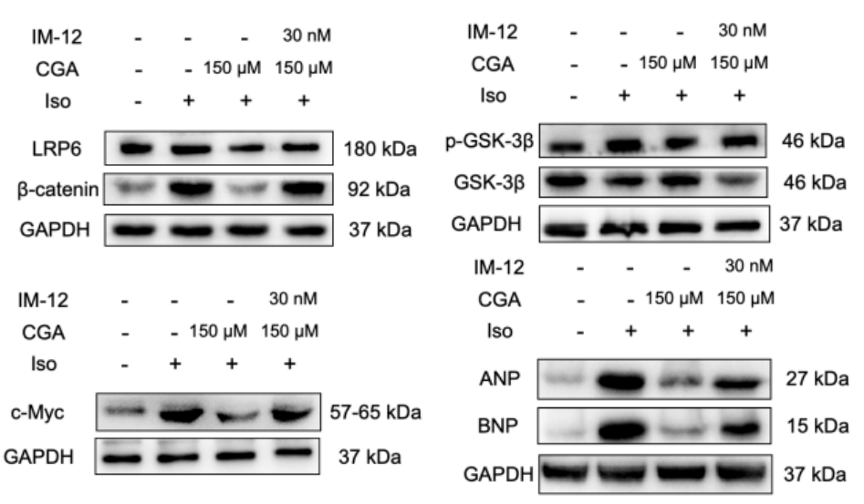 Experimental Validation Results for IM-12