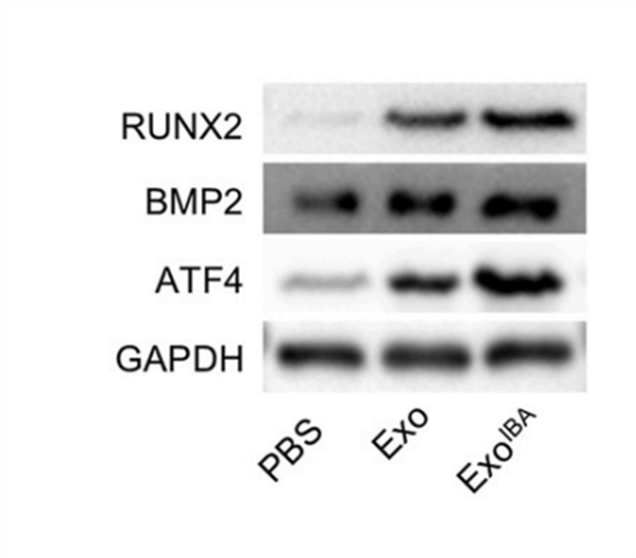 Experimental Validation Results for Isobavachin