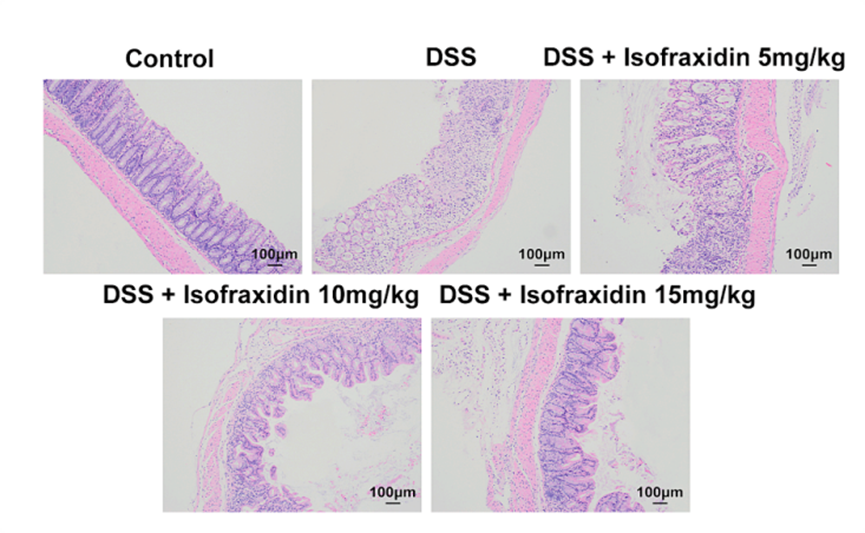 Experimental Validation Results for Isofraxidin