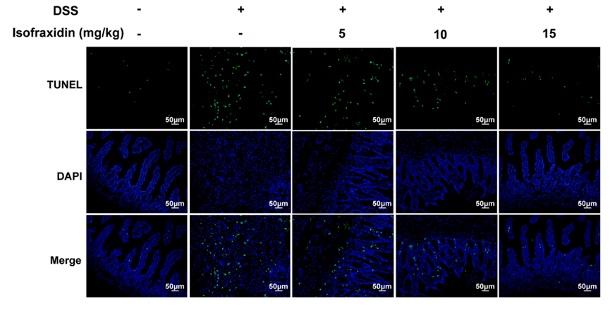 Experimental Validation Results for Isofraxidin
