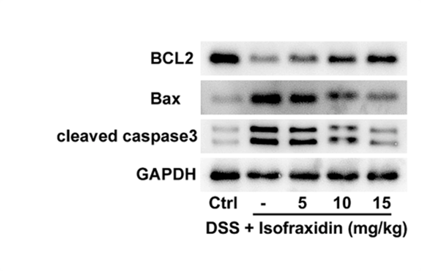 Experimental Validation Results for Isofraxidin
