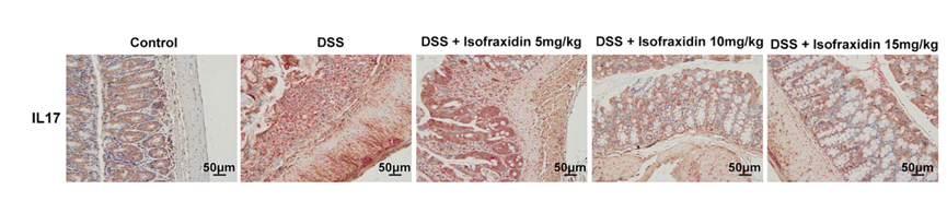 Experimental Validation Results for Isofraxidin