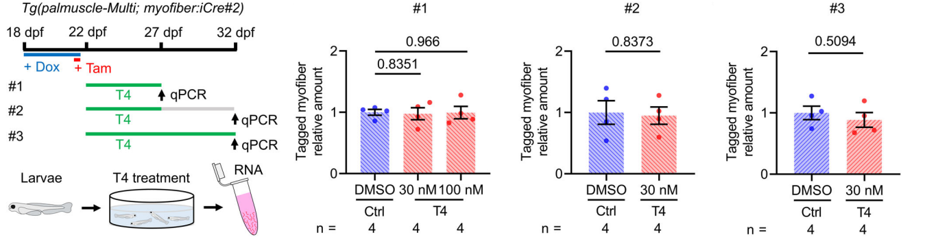 levothyroxine and glutathione Regulation of thyroid hormone production DIO = deiodinase; GPx = main image 1
