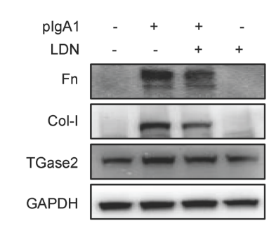 Experimental Validation Results for LDN-27219