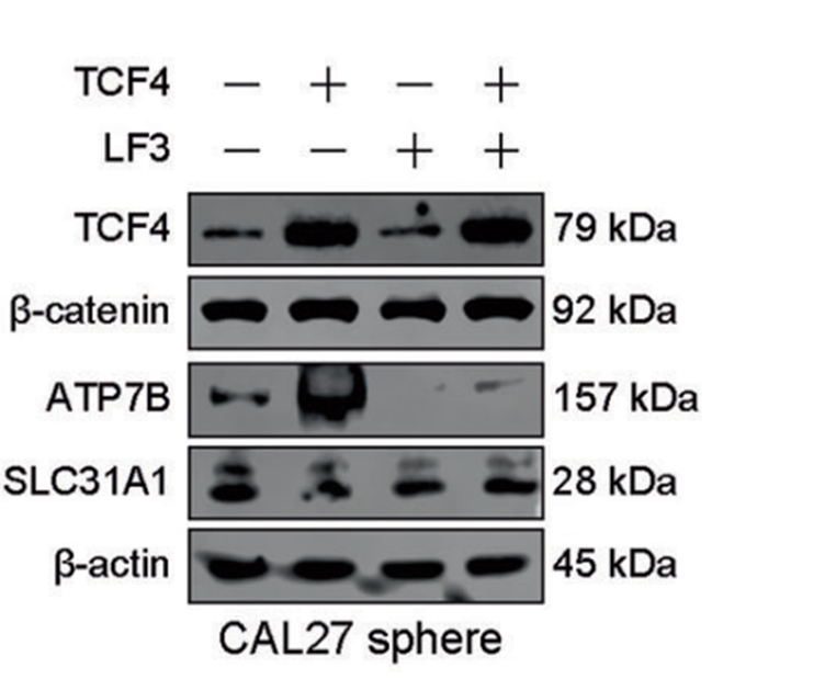 Experimental Validation Results for LF3