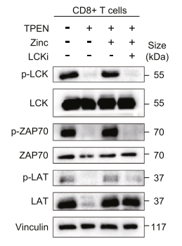 Experimental Validation Results for Lck Inhibitor
