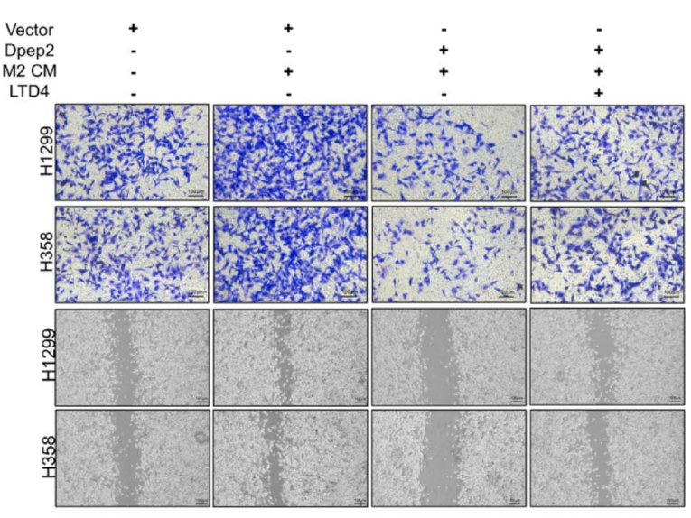 Experimental Validation Results for Leukotriene D4