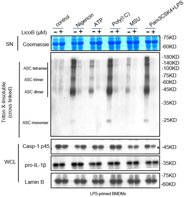 Experimental Validation Results for Licochalcone B