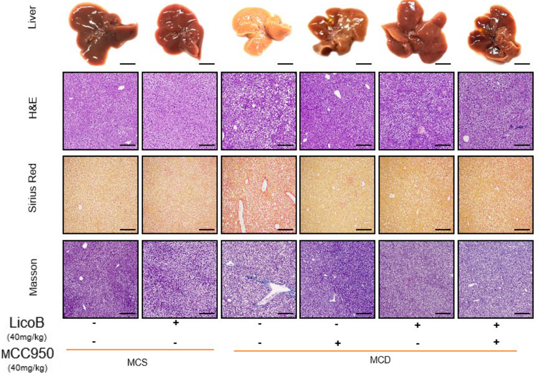 Experimental Validation Results for Licochalcone B