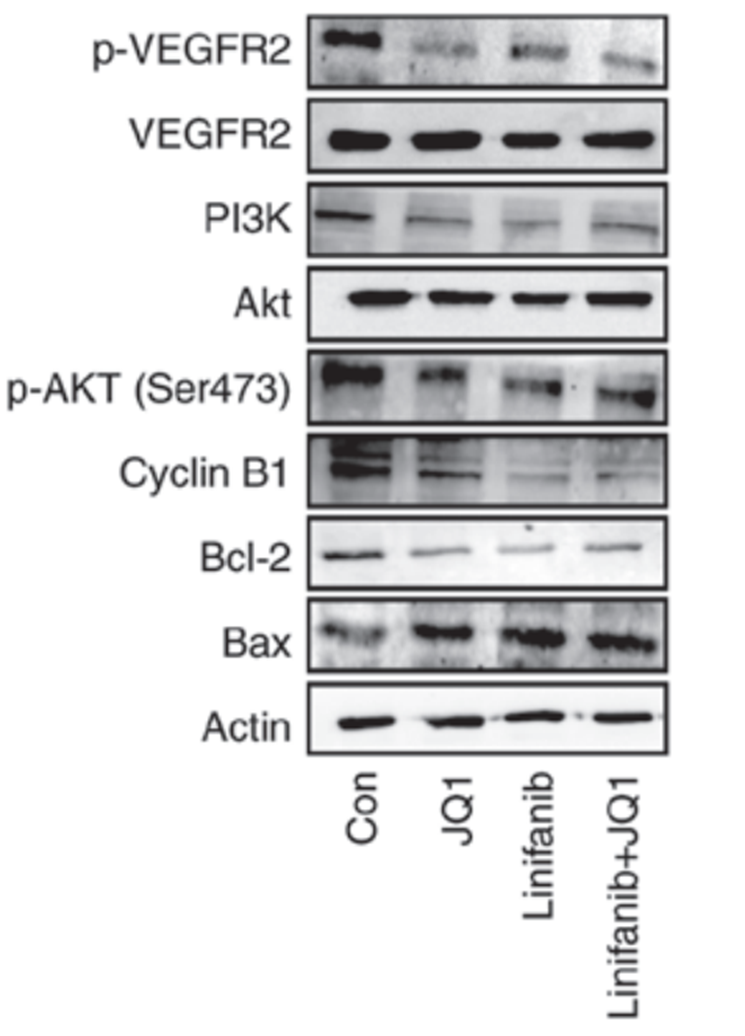 Experimental Validation Results for Linifanib