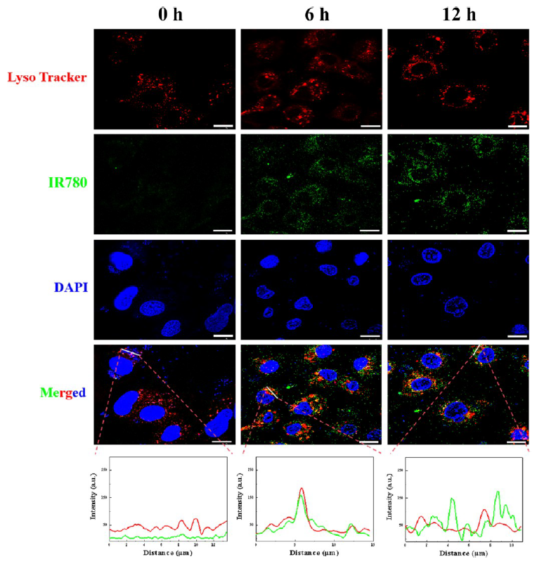 LysoTracker Red (LysoTracker Red DND-99) | Cell Death Indicator