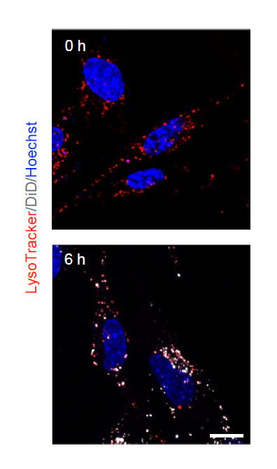 LysoTracker Red (LysoTracker Red DND-99) | Cell Death Indicator