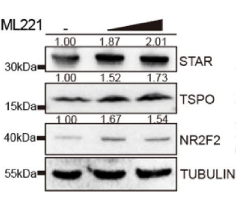 Experimental Validation Results for ML221