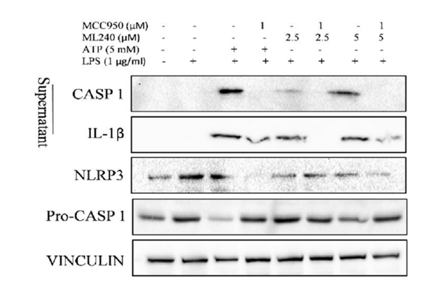 Experimental Validation Results for ML240