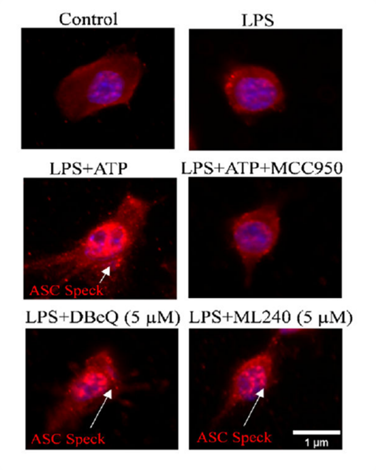 Experimental Validation Results for ML240