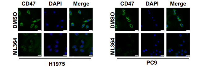 Experimental Validation Results for ML364