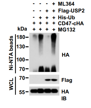 Experimental Validation Results for ML364