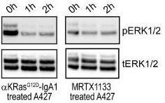 MRTX1133 | KRAS G12D Inhibitor | MedChemExpress