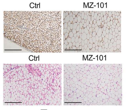 Experimental Validation Results for MZ-101