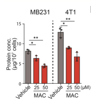 Experimental Validation Results for Macitentan