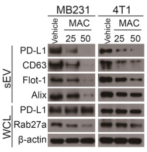Experimental Validation Results for Macitentan