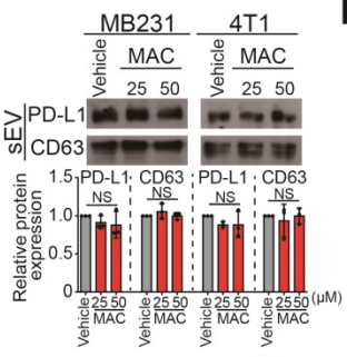 Experimental Validation Results for Macitentan