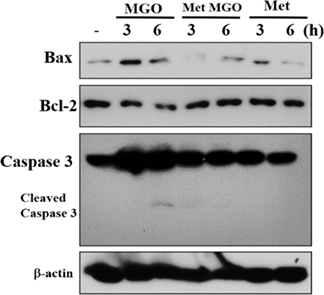 Metformin (1,1-Dimethylbiguanide) | Antihyperglycemic Agent