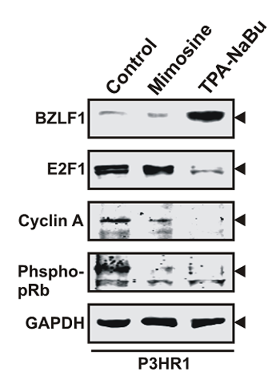 Experimental Validation Results for Mimosine