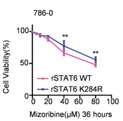 Experimental Validation Results for Mizoribine