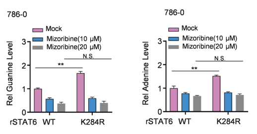 Experimental Validation Results for Mizoribine