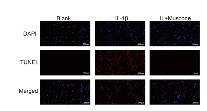 Experimental Validation Results for Muscone
