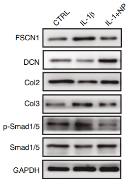 Experimental Validation Results for NP-G2-044