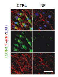 Experimental Validation Results for NP-G2-044