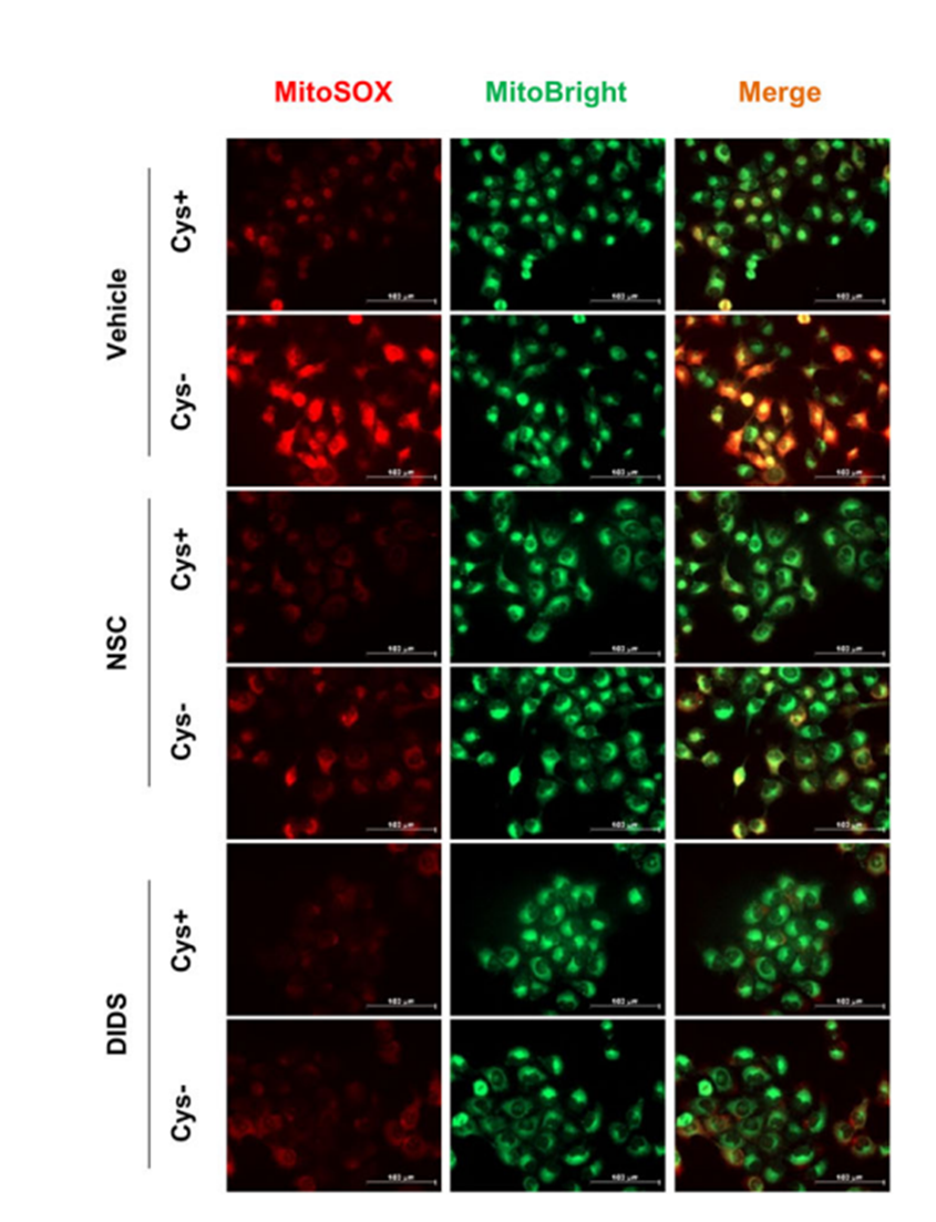 Experimental Validation Results for NSC 15364
