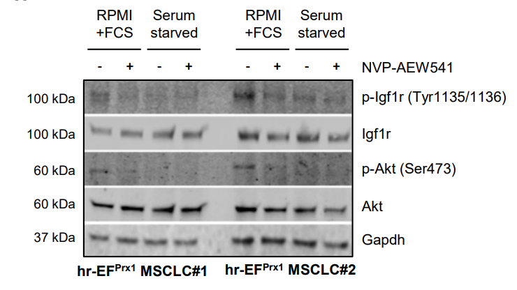 Experimental Validation Results for NVP-AEW541 dihydrochloride
