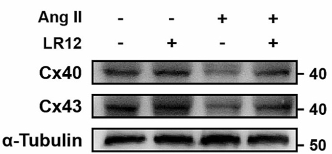 Experimental Validation Results for Nangibotide