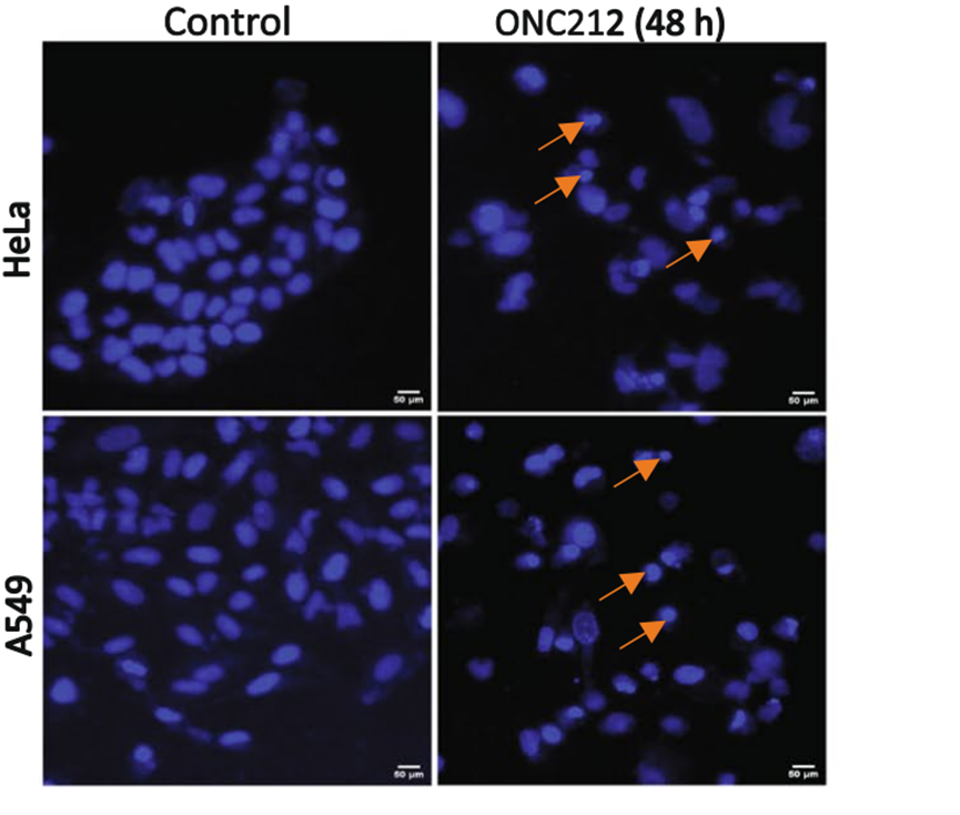 Experimental Validation Results for ONC212
