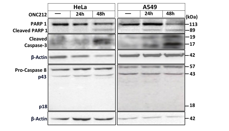 Experimental Validation Results for ONC212