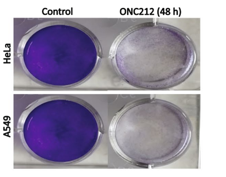 Experimental Validation Results for ONC212