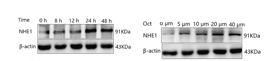 Experimental Validation Results for Octanal