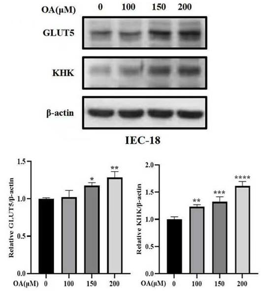 Experimental Validation Results for Octanoic acid