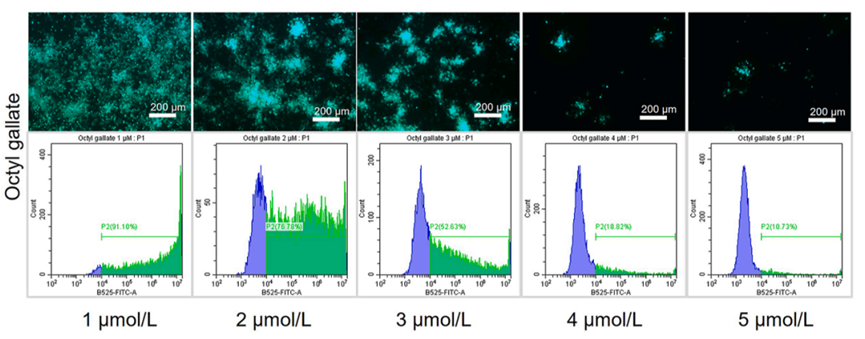 Experimental Validation Results for Octyl gallate