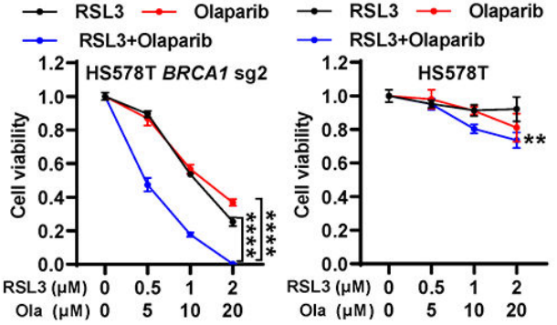 Experimental Validation Results for Olaparib
