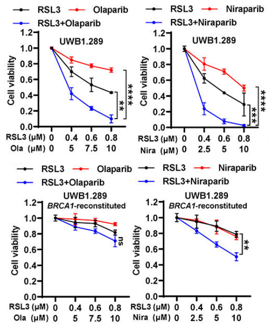 Experimental Validation Results for Olaparib