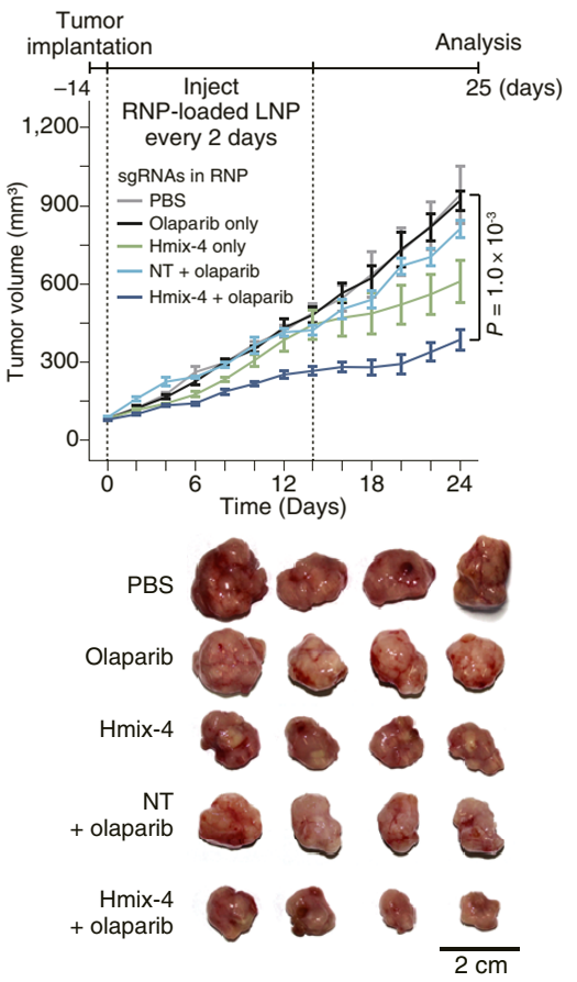 Experimental Validation Results for Olaparib