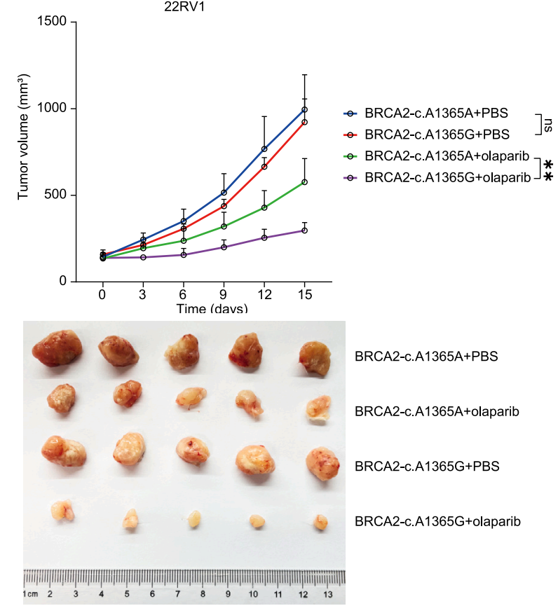 Experimental Validation Results for Olaparib