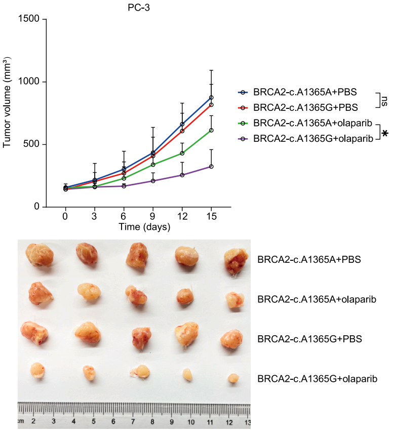 Experimental Validation Results for Olaparib