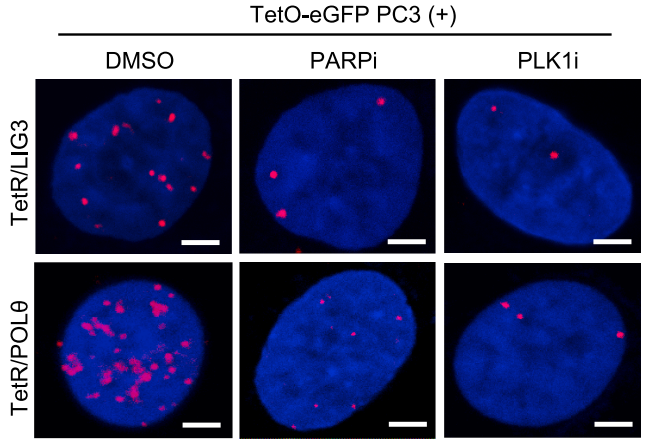 Experimental Validation Results for Olaparib