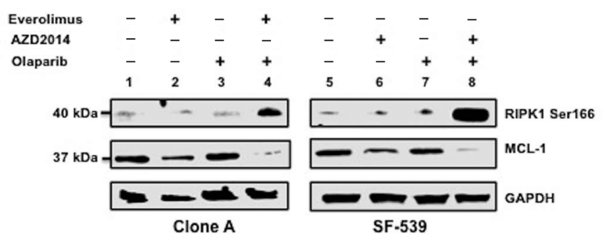Experimental Validation Results for Olaparib